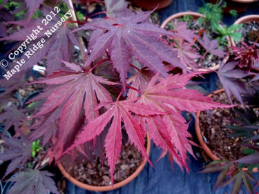 Acer shirasawanum 'Shira Red' - mapleridgenursery